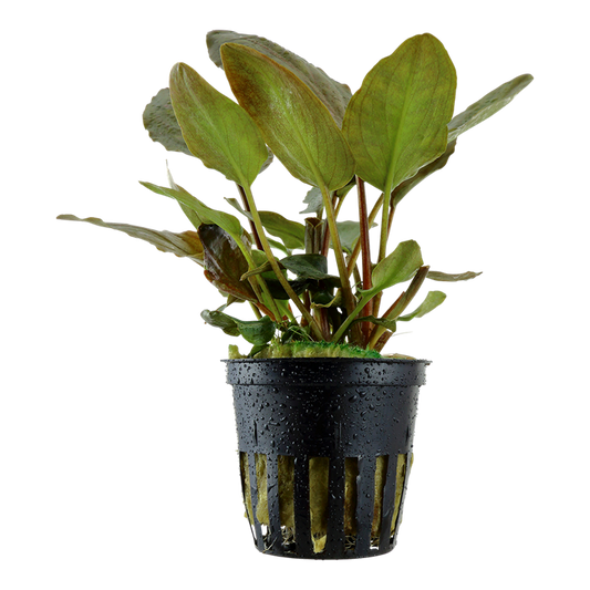 Tropica Lagenandra meeboldii 'Pula'