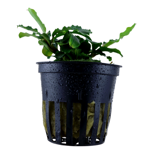 Tropica Bucephalandra pygmaea 'Bukit Kelam'