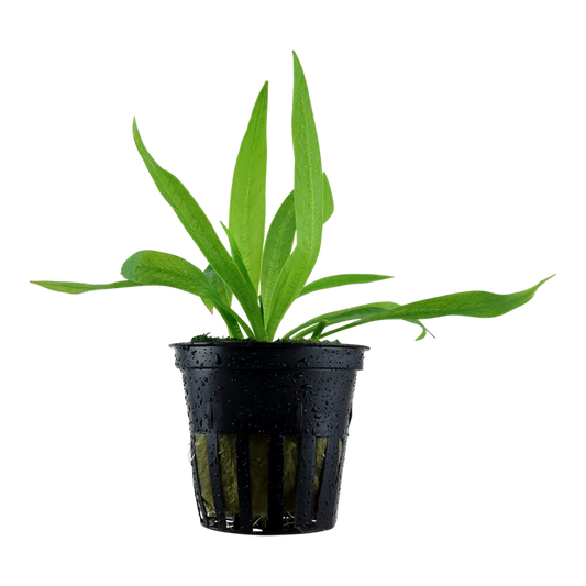 Tropica Helanthium bolivianum 'Quadricostatus'