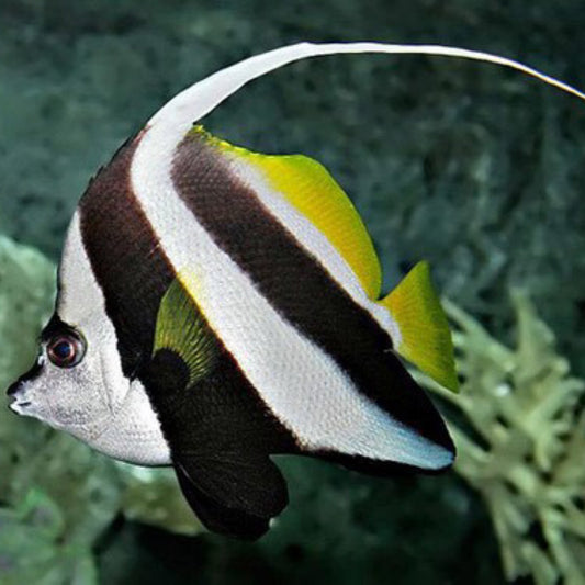 Black and White Heniochus Longfin Bannerfish