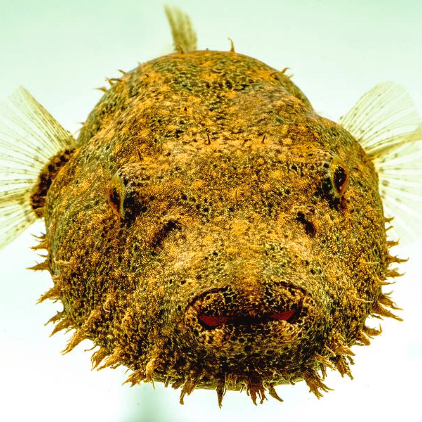 Hairy Pufferfish 3" (Tetraodon Baileyi)