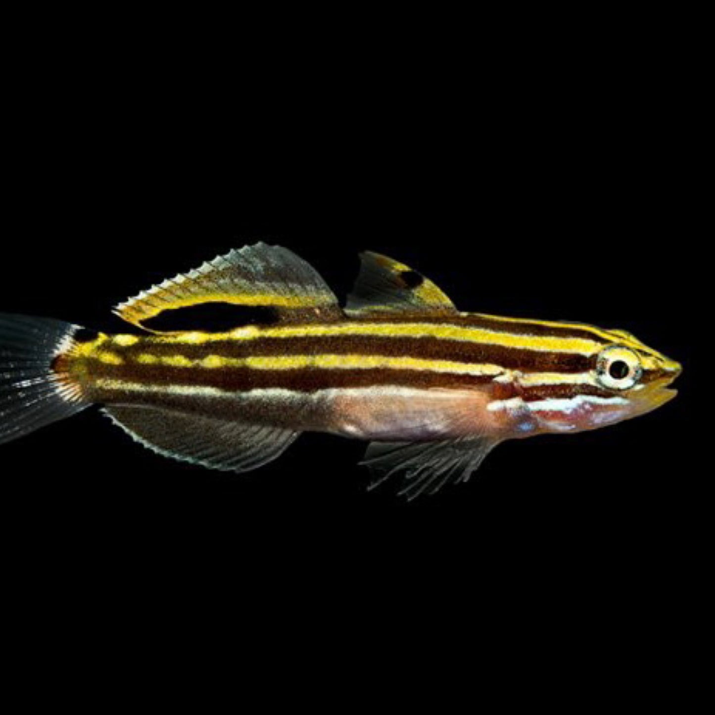 Hectors Goby