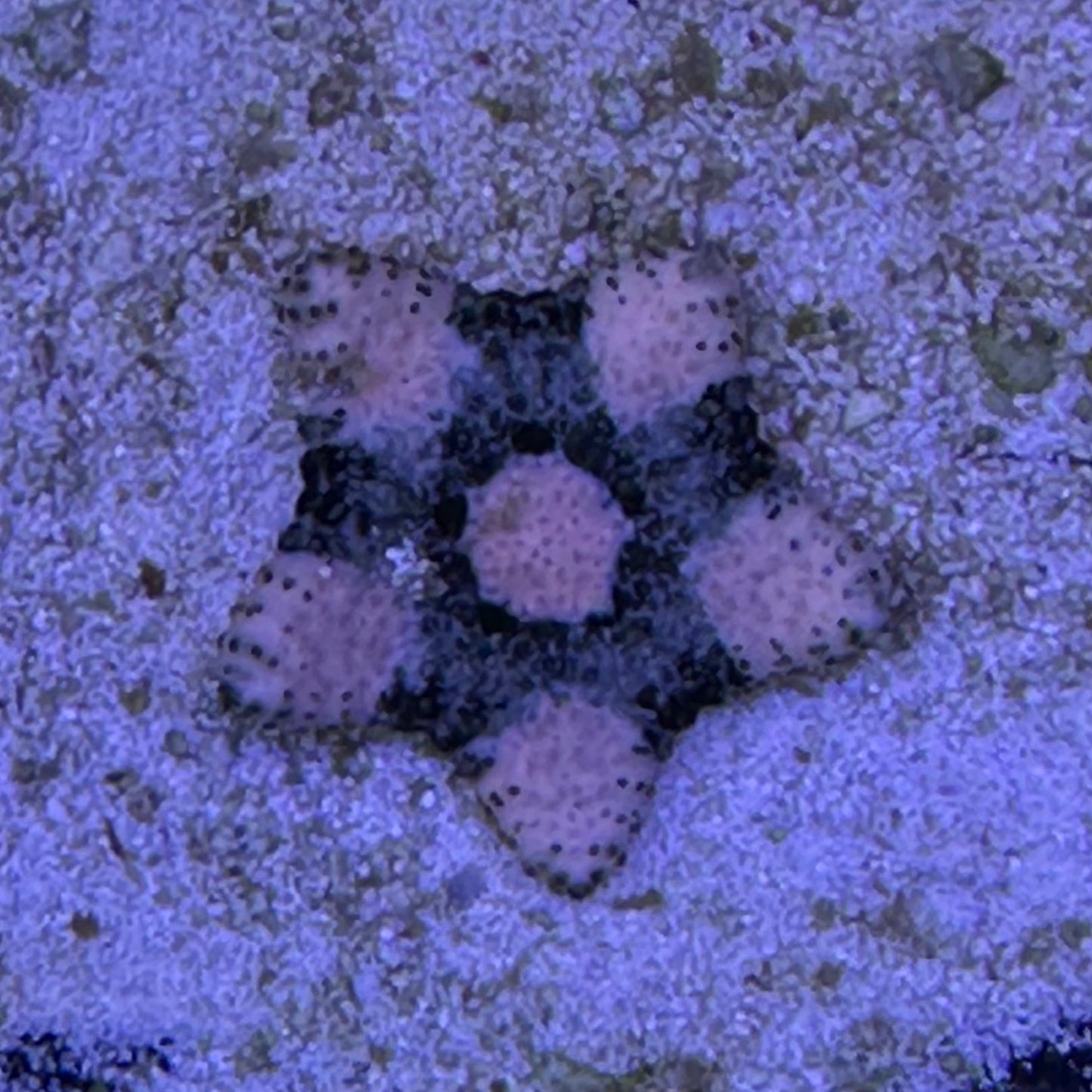 Pillow Sea starfish