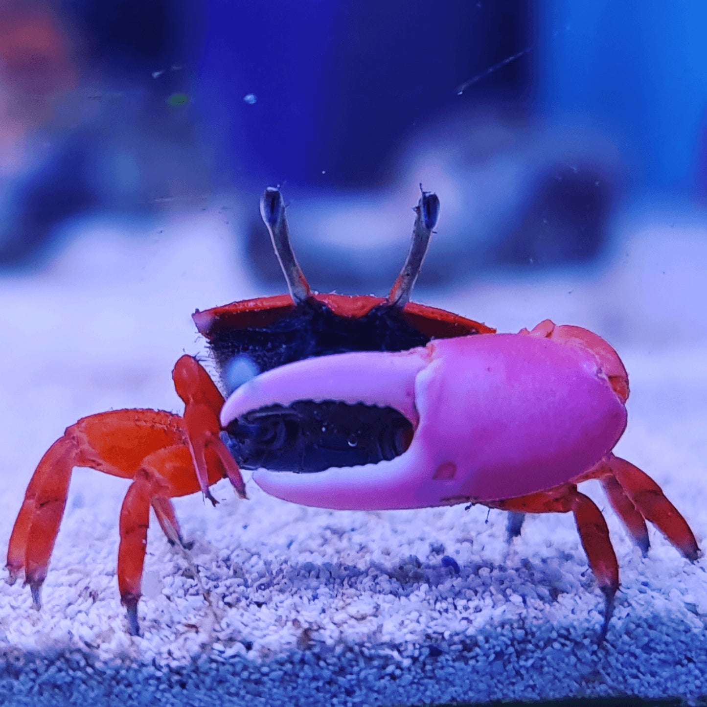 Red Fiddler Crab Concrete Blonde Aquatics