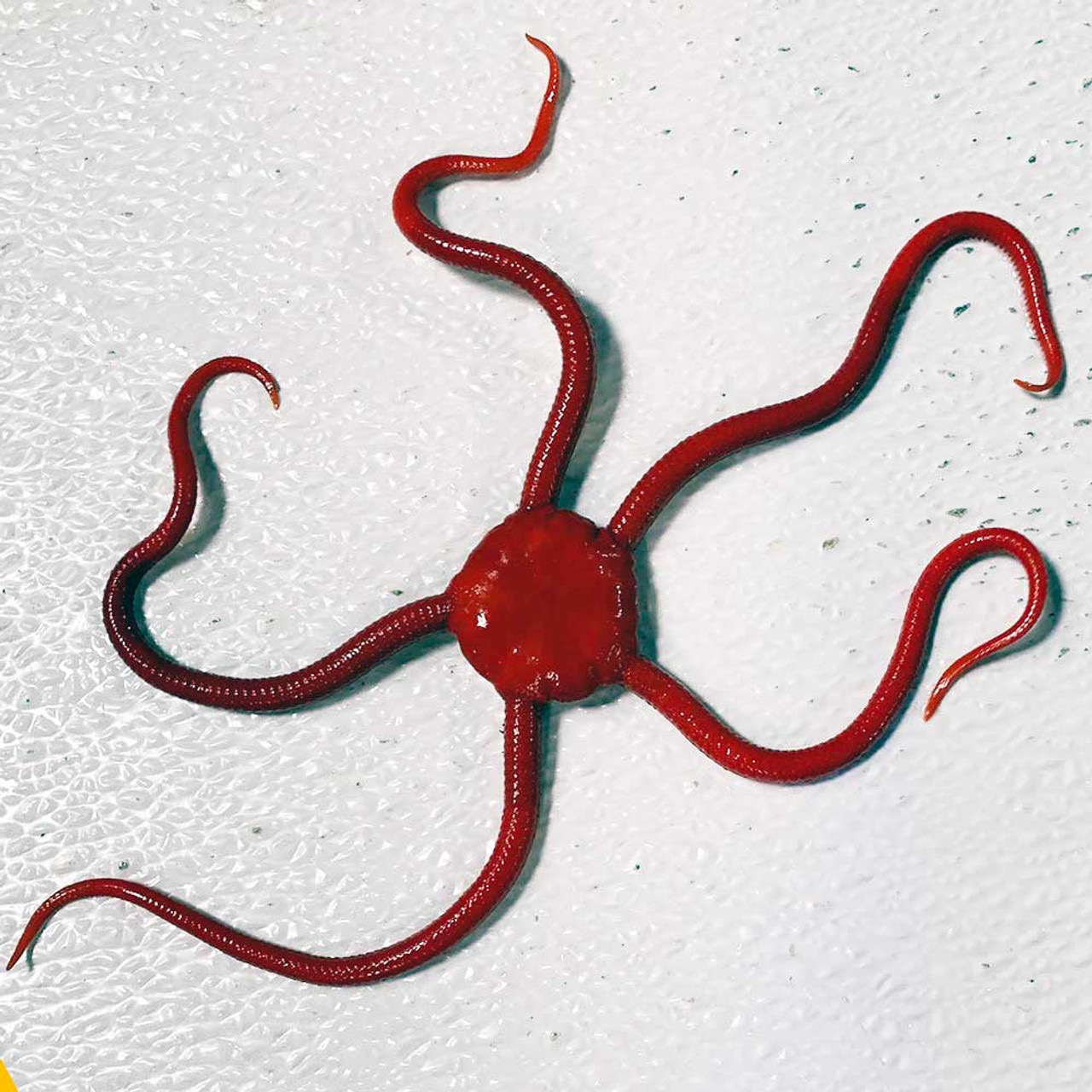 Red Serpent Bahama starfish