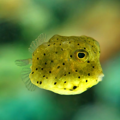 Boston Bean Cowfish