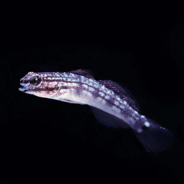 Biota Captive Bred Buan's Sleeper Sand Goby - Amblygobius buanensis