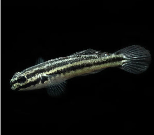 Ang Goby ng Biota Captive Bred Link - Amblygobius linki