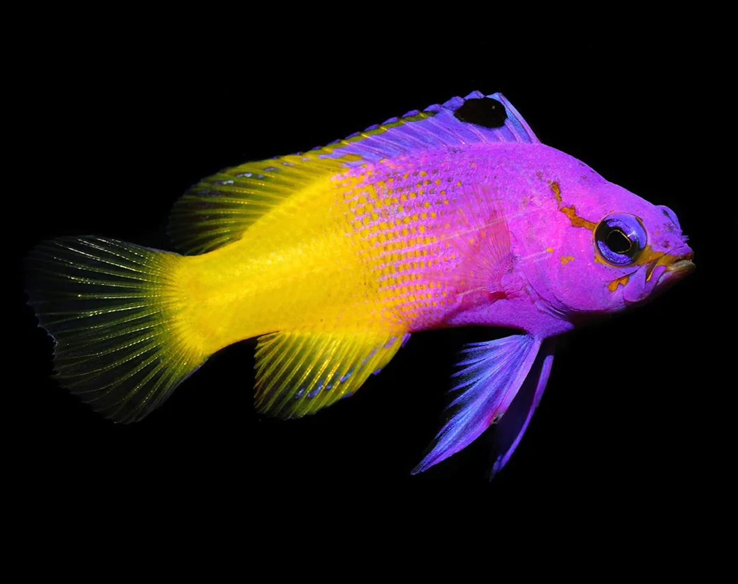 Biota Captive Bred Royal Gramma Basslet - Gramma loret