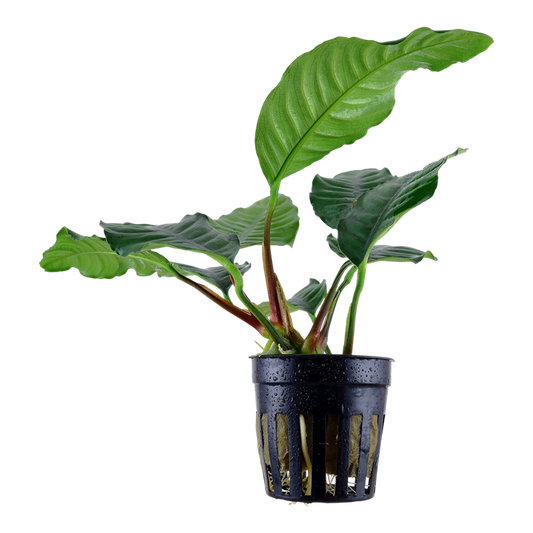 Tropica Anubias barteri var. 'Coffeifolia'