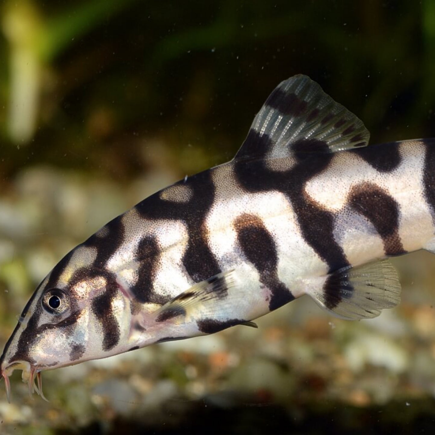 Yoyo Loach