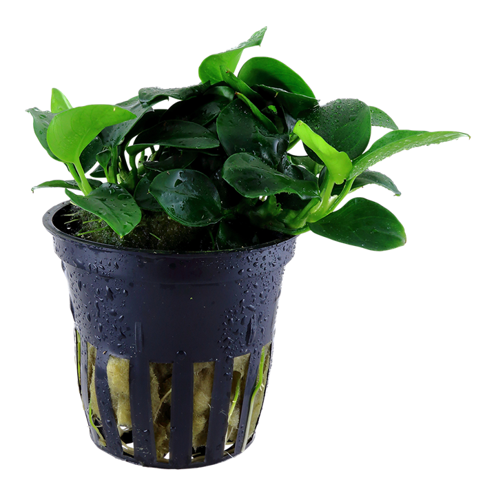 Tropica Anubias barteri 'Petite'