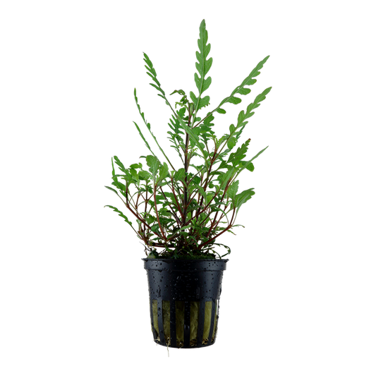 Tropica Hygrophila pinnatifida