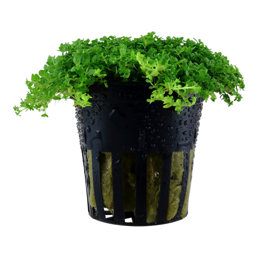 Tropica Micranthemum callitrichoides Cuba