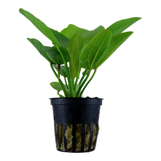 Tropica Echinodorus 'Aquartica'