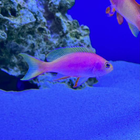 Goldie Resplendent Anthias Lalaki