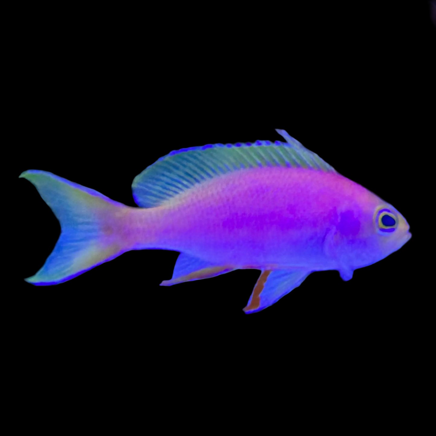 Goldie Resplendent Anthias Male
