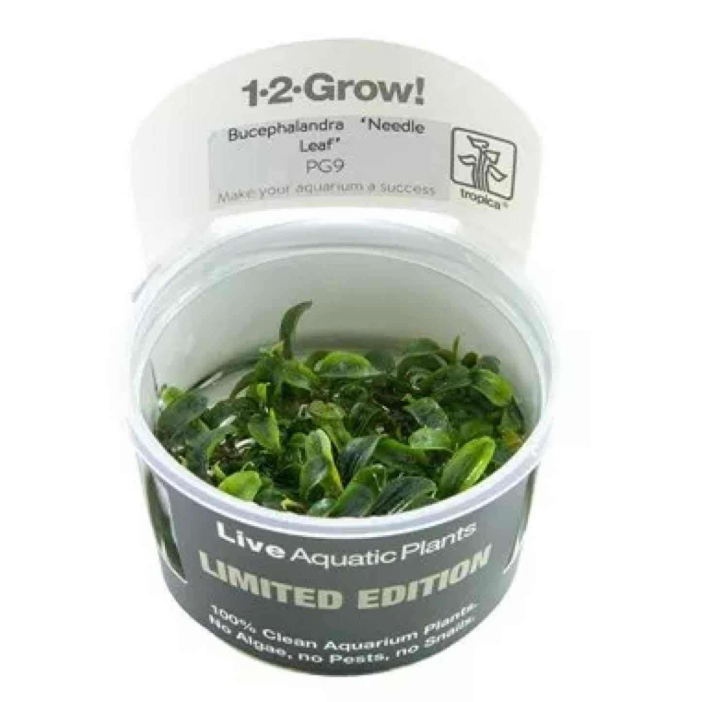 Tropica Bucephalandra sp. 'Needle Leaf' 1-2-Grow!