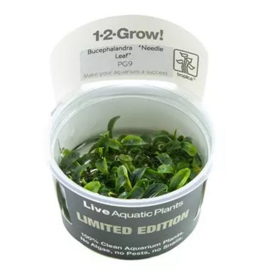 Tropica Bucephalandra sp. 'Dahon ng Karayom' 1-2-Grow!