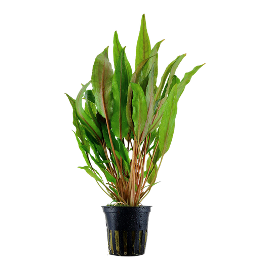 Tropica Cryptocoryne undulata 'Broad Leaf'