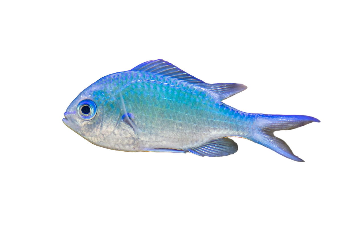 Green/Blue Chromis Concrete Blonde Aquatics