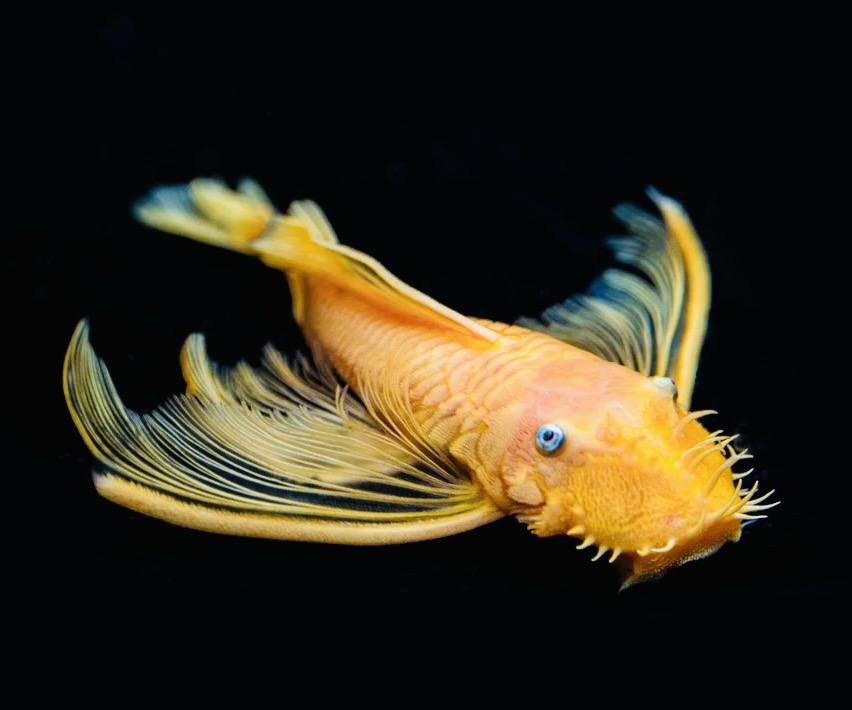 L144a Longfin Blue eye golden bristle nose Pleco