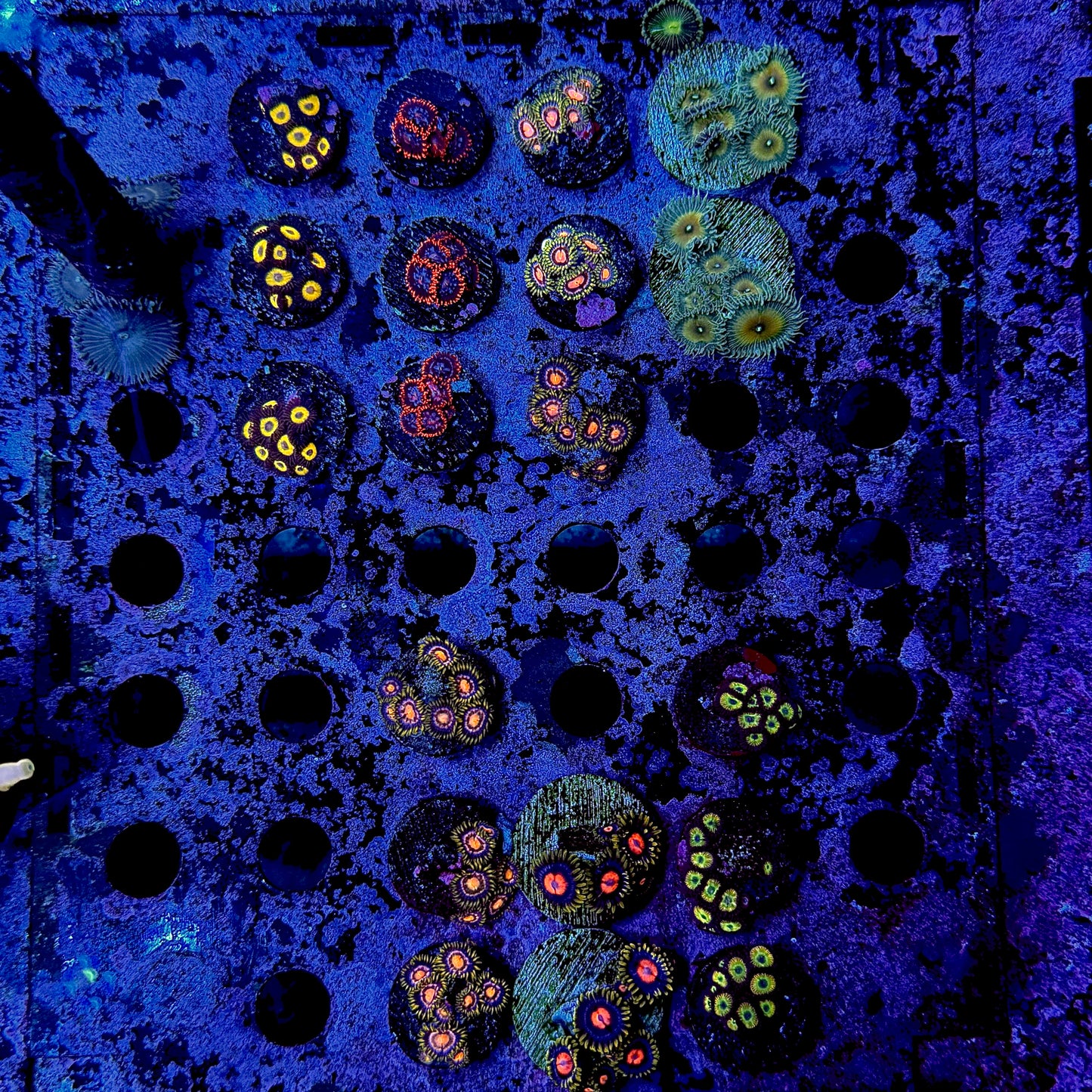 Designer Zoanthid Frags $30