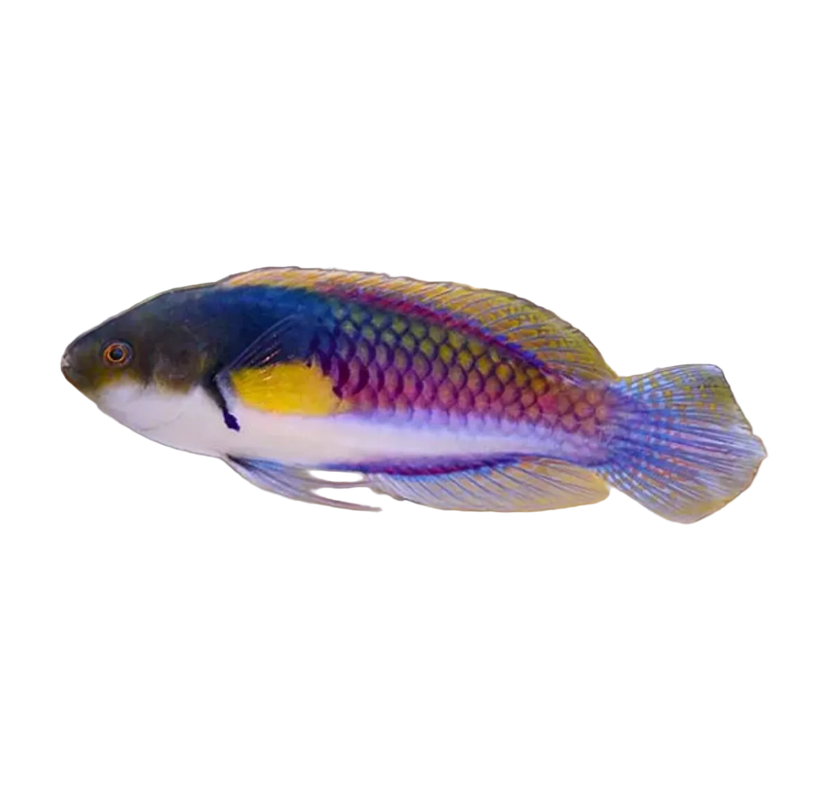 Yellow Flanked Terminal Male Fairy wrasse Concrete Blonde Aquatics