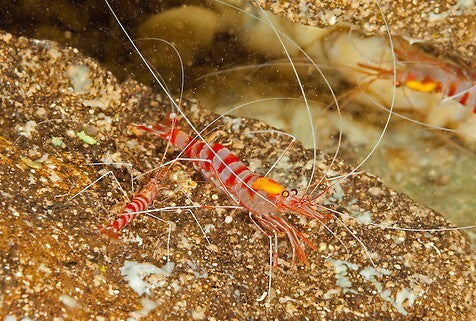 Candy Cane Shrimp - Parhippolyte mistica