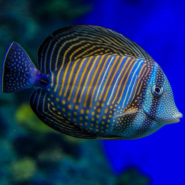 Desjardini Sailfin
