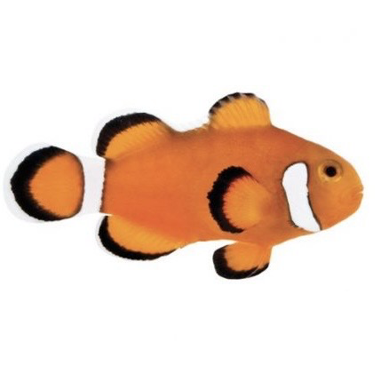 Captive Bred Extreme Misbar Ocellaris Clownfish