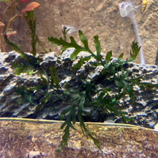 Tropica Bolbitis heudelotii sa Seiryu Stone