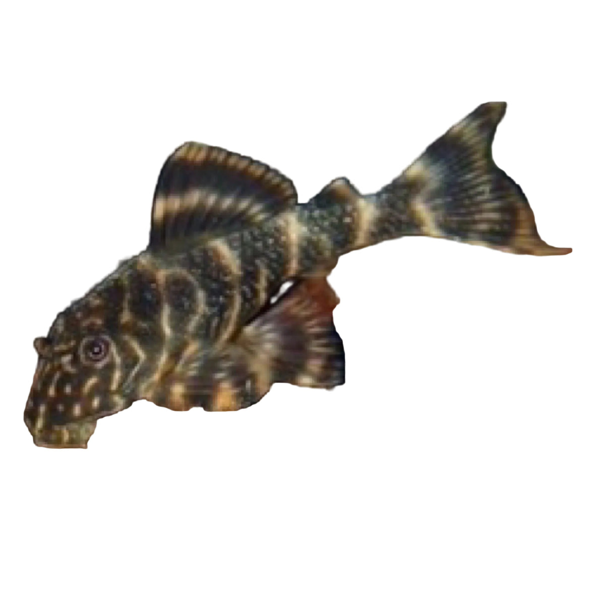 Clown Pleco (L104) Concrete Blonde Aquatics