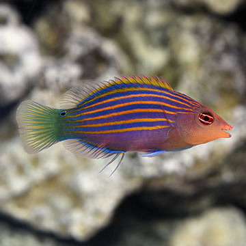 Anim na linyang Wrasse