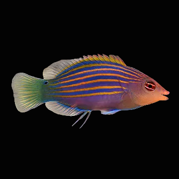 Six Line Wrasse Concrete Blonde Aquatics