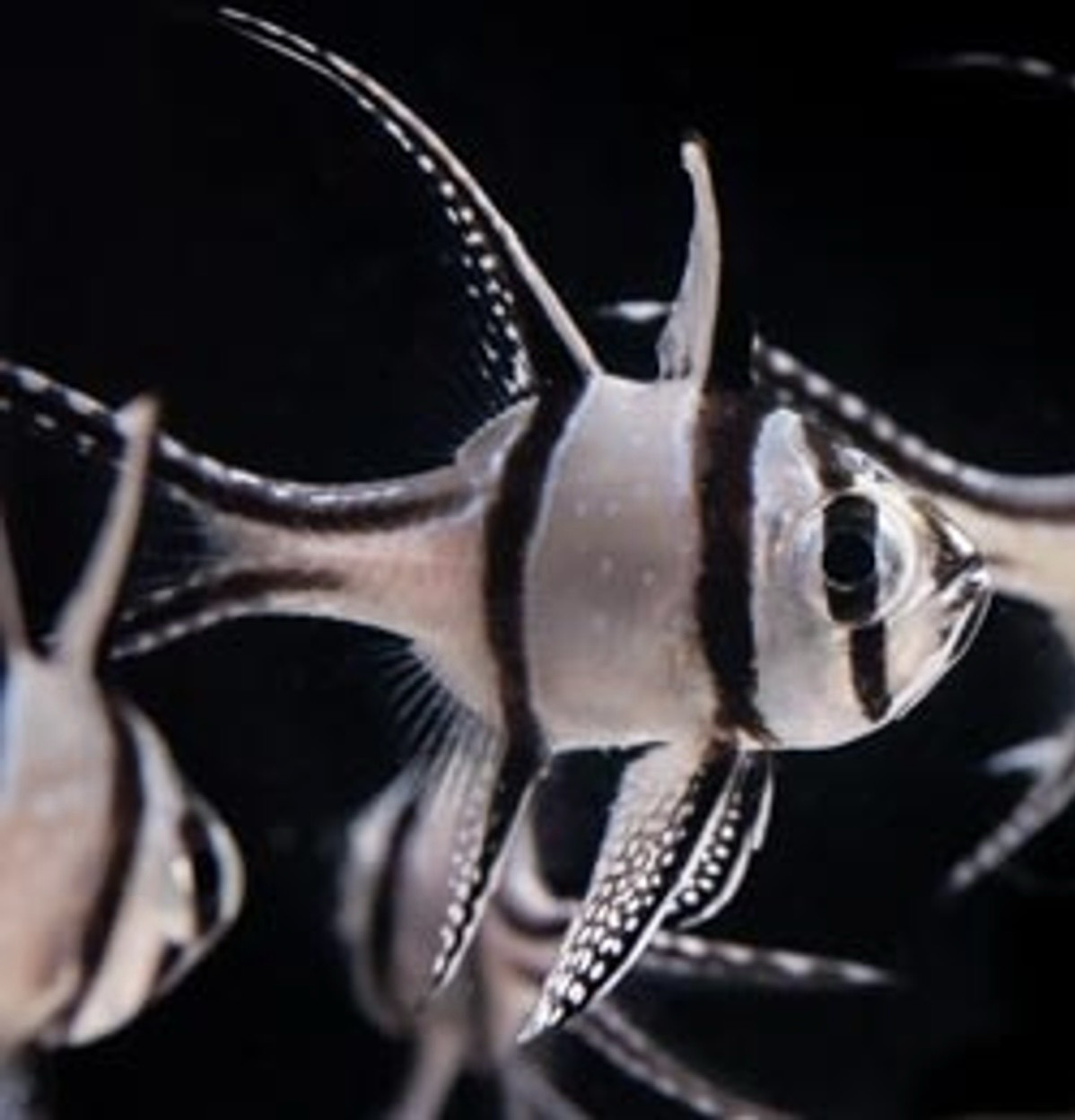 Captive Bred Banggai Cardinal XLg