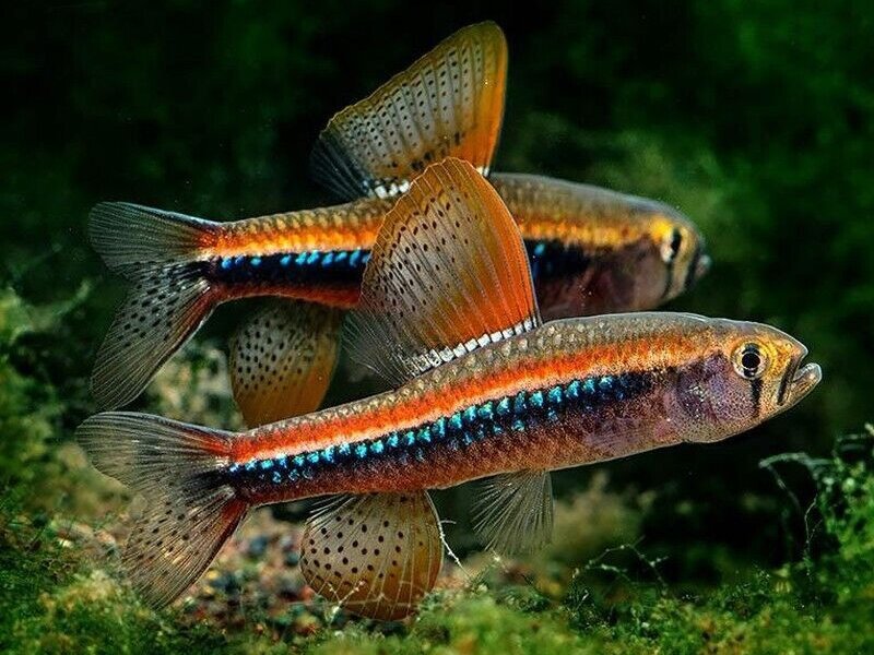 Black Darter tetra - Poecilocharax weitzmani Juvenile
