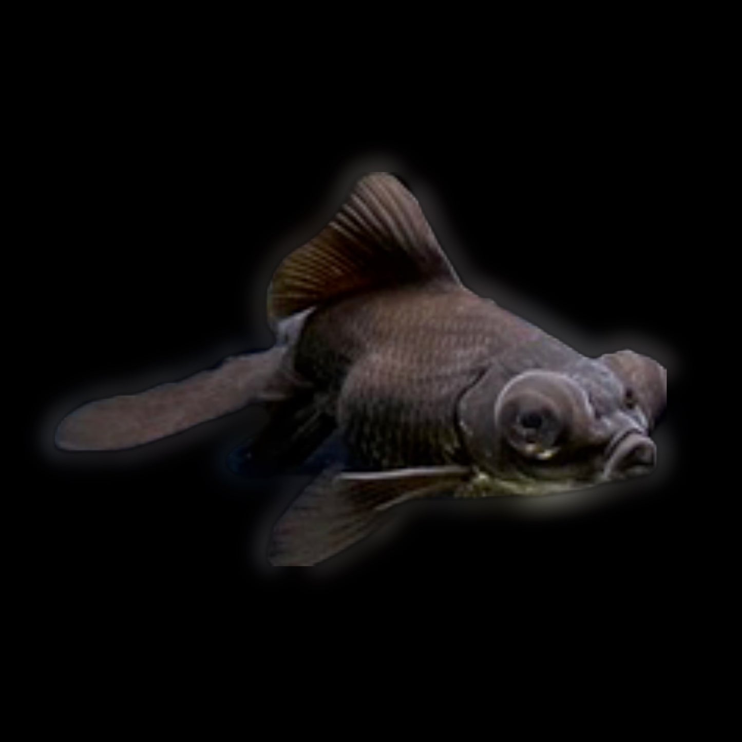 Black Moor Goldfish