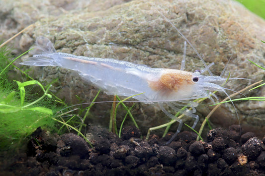 White Amano Shrimp - Indonesian Caridina Multidentata