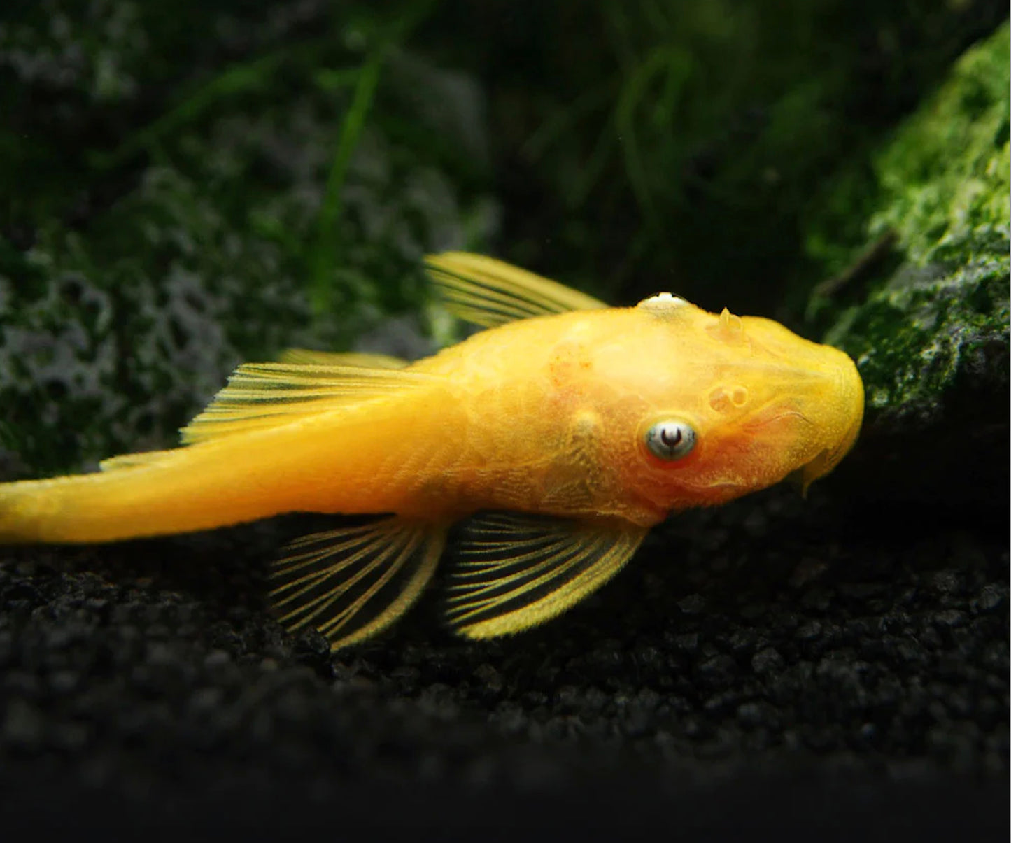 L144B Blue Eye Golden Bristlenose Pleco (Ancistrus sp.)