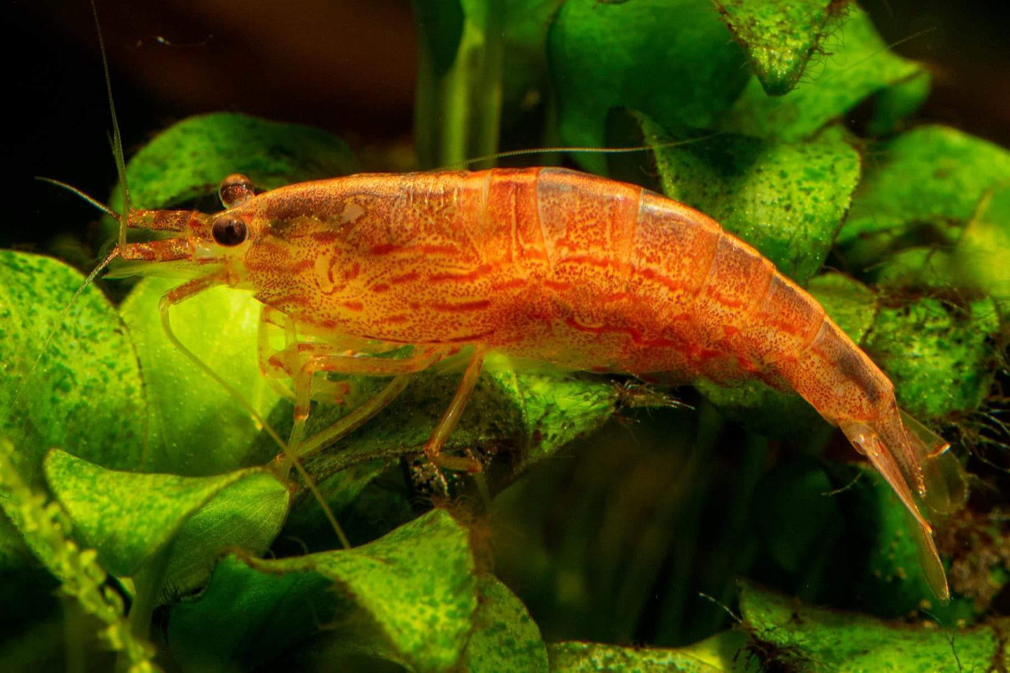 Orange Amano Shrimp - Indonesian Caridina Multidentata