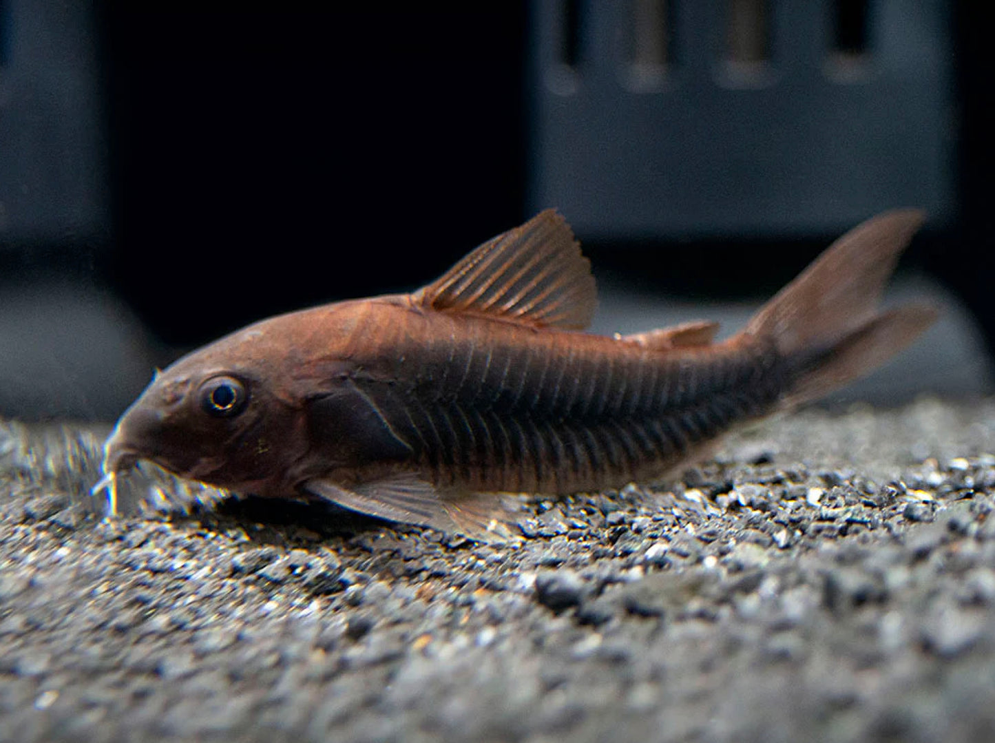 Black Venezuela Cory Catfish