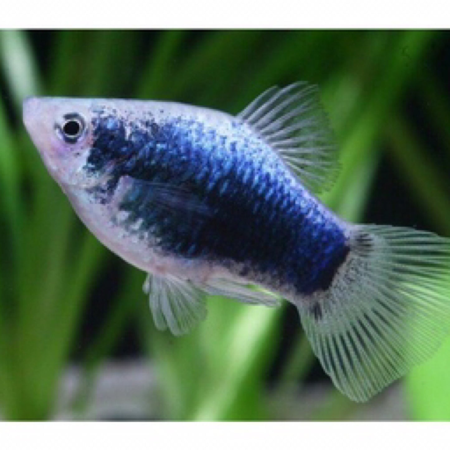 Blue Tuxedo Platy