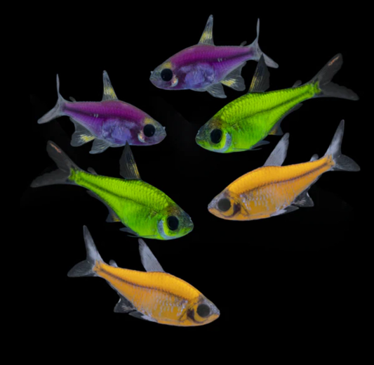Glofish Pristella Tetra - Iba't-ibang