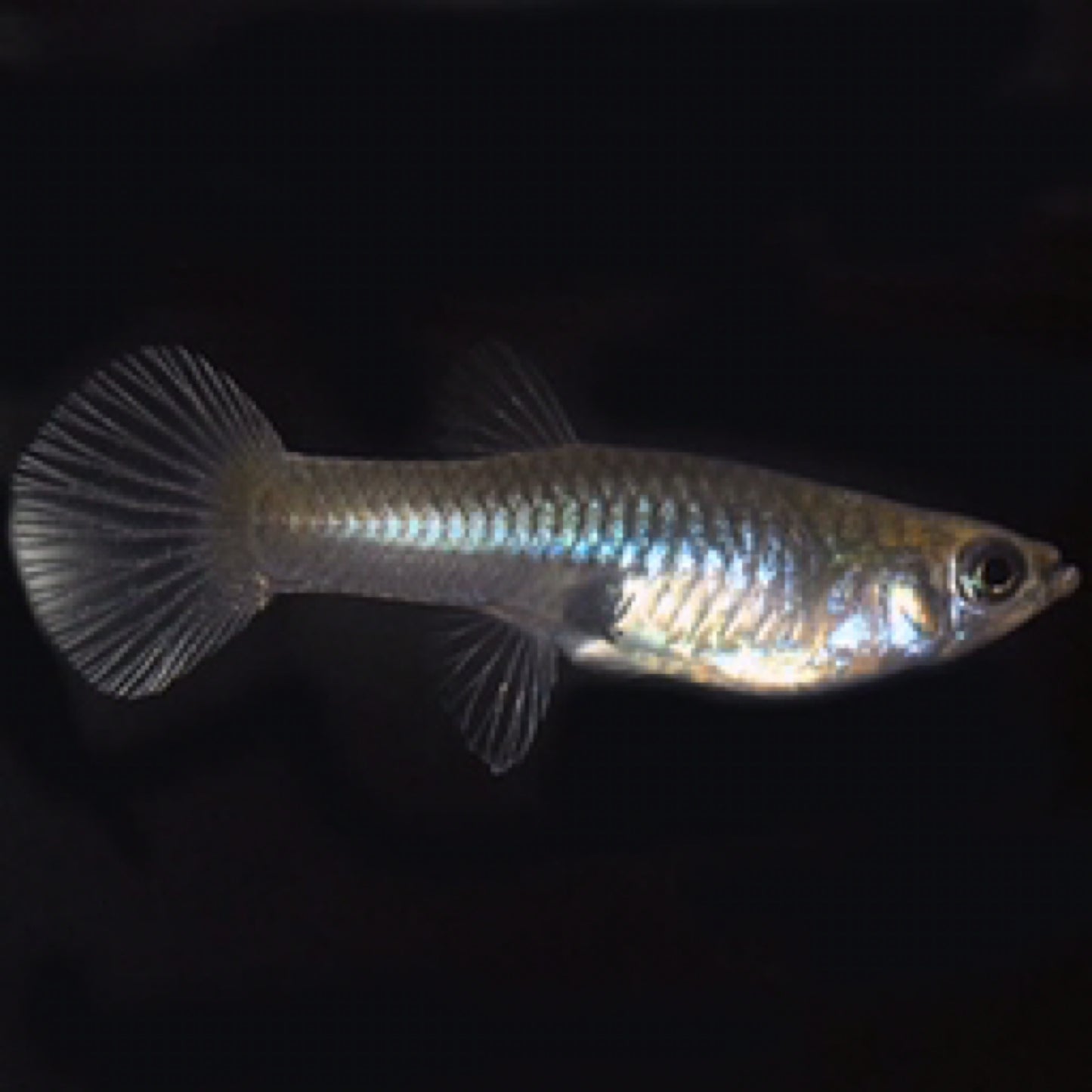 Female Guppy Sm. - Locally Aquacultured
