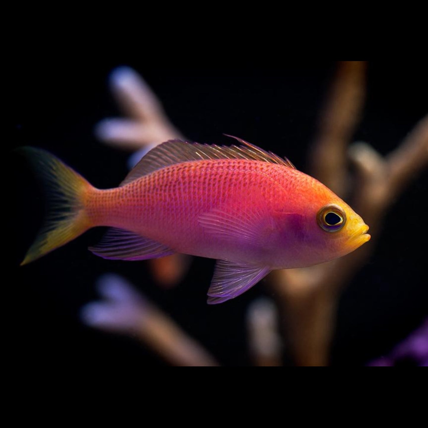 Goldie Resplendent Anthias Female