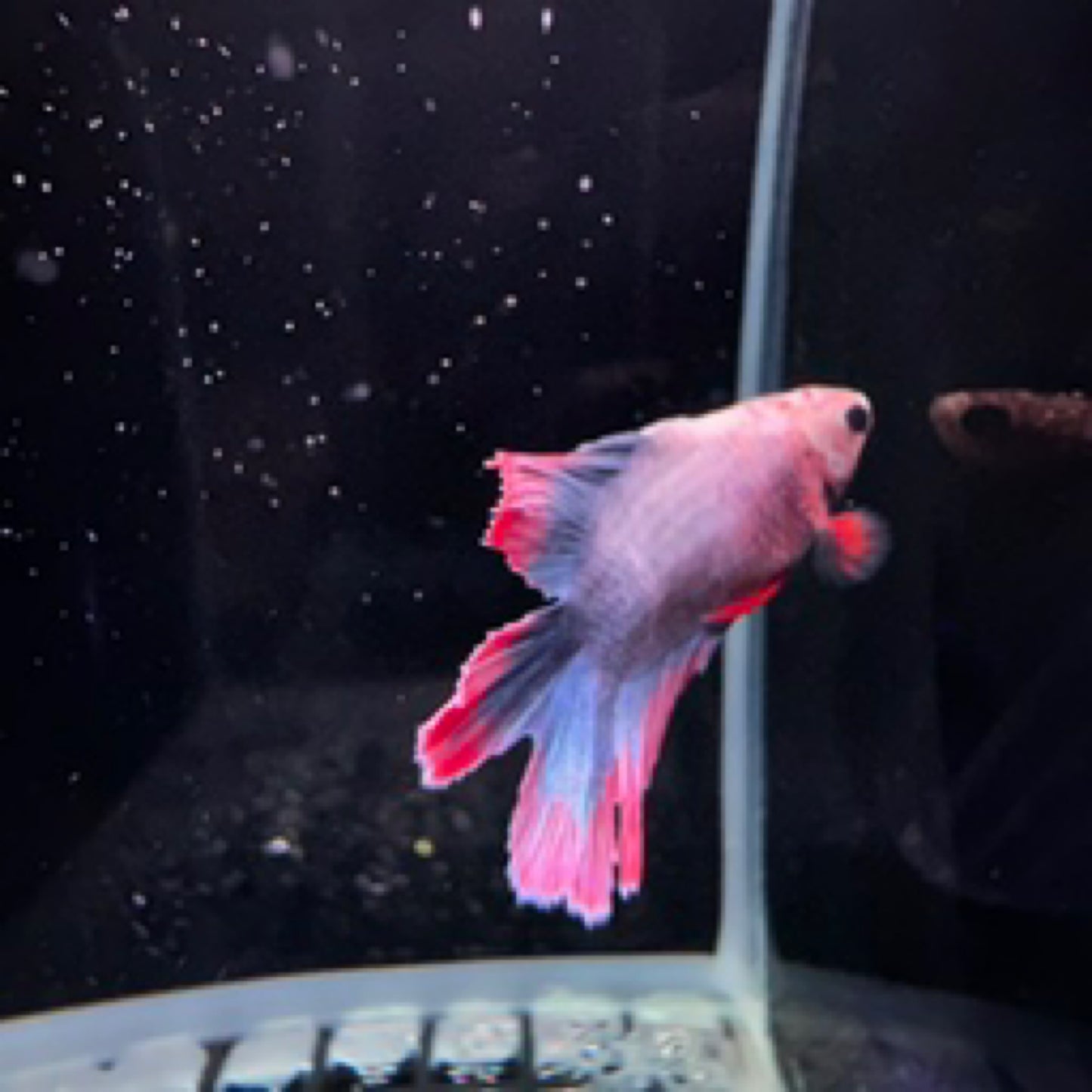 Betta Doubletail Plakat