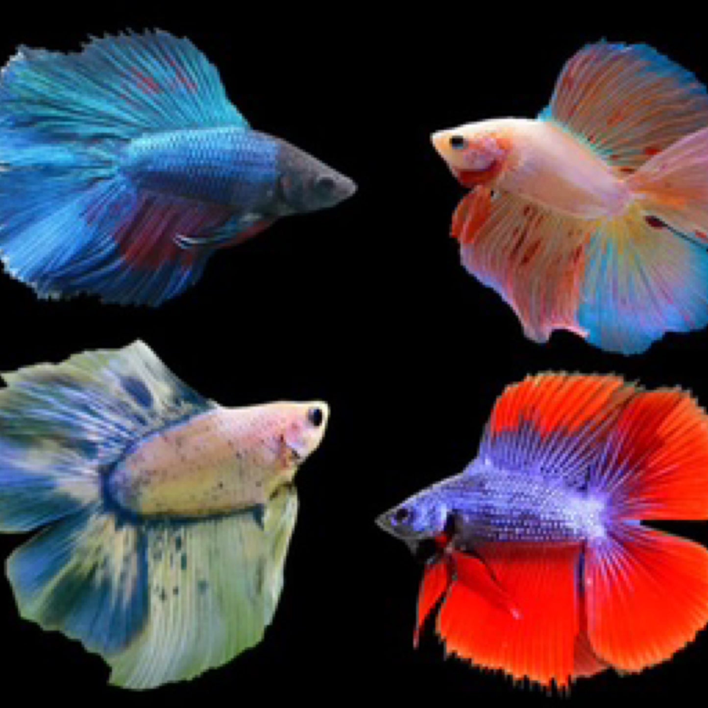 Betta Halfmoon Doubletail mixed colours