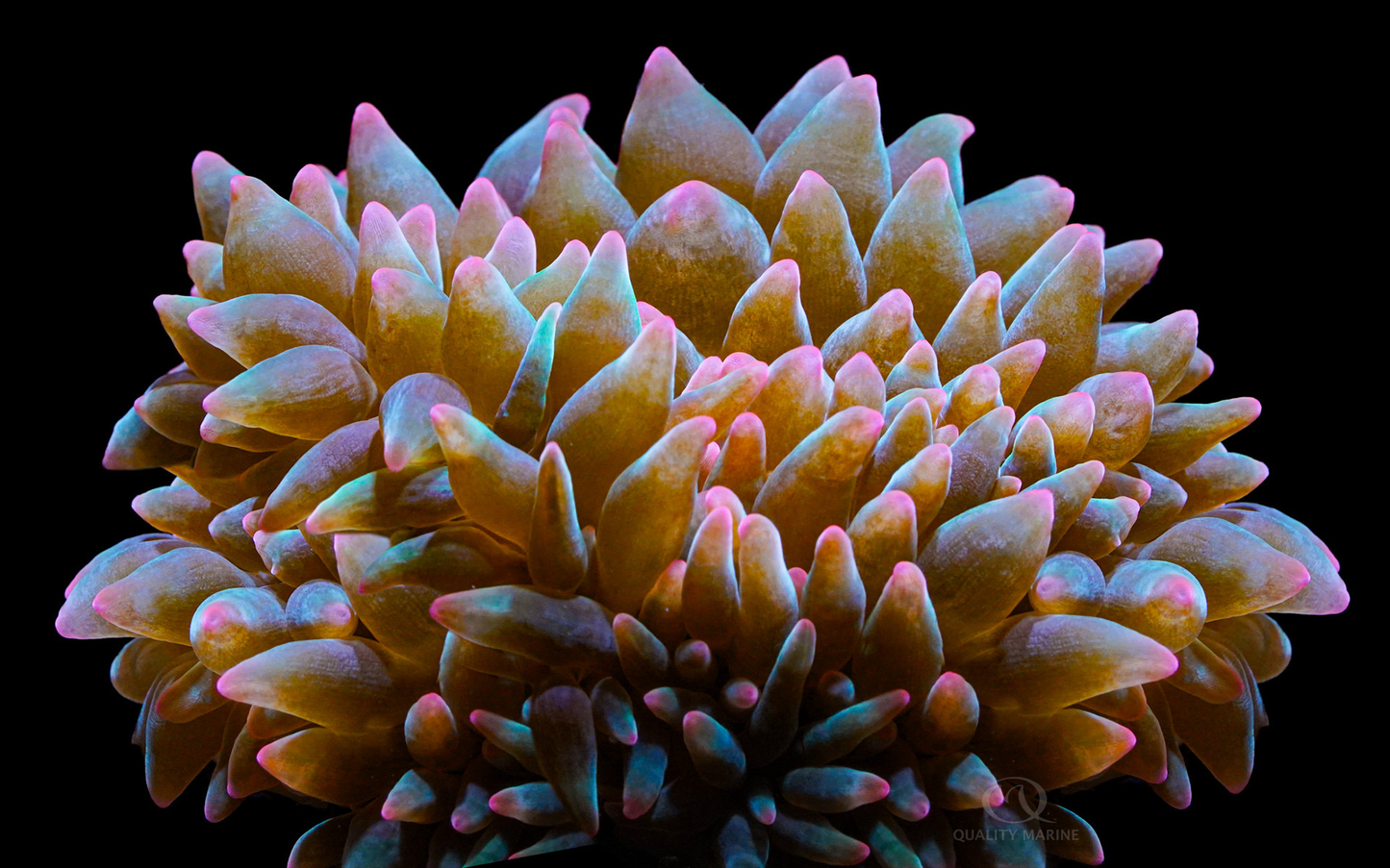 Pink Tip Green Bubbletip Watermelon anemone