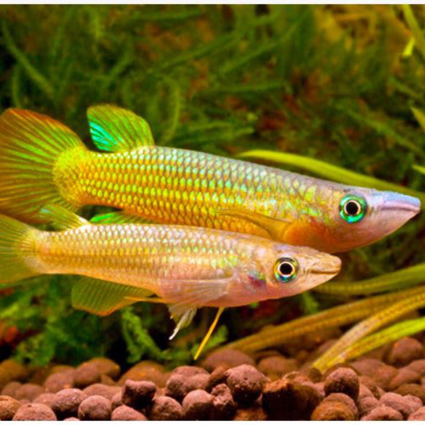 Golden Panchax Killifish (Aplocheilus lineatus)